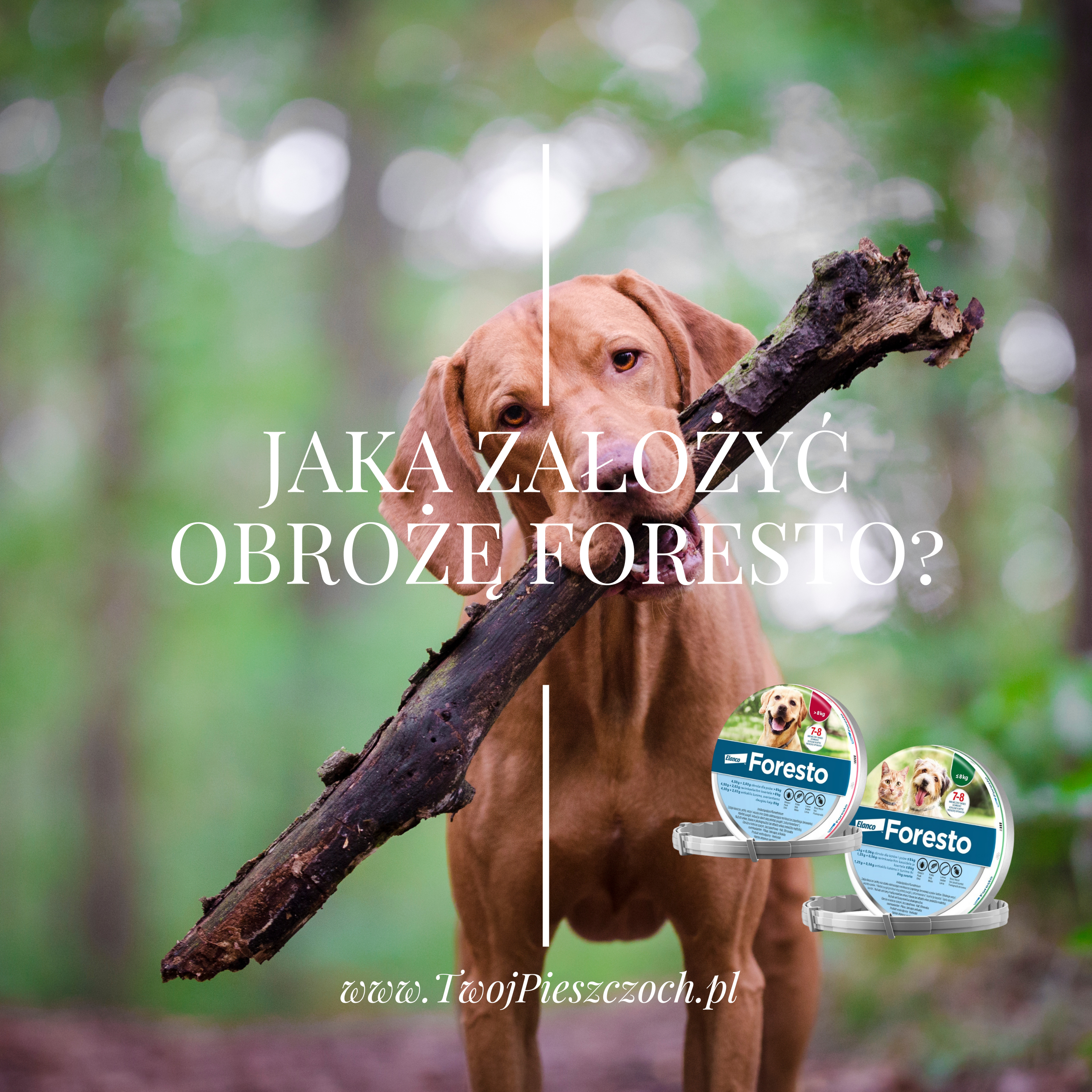 Jak założyć obrożę przeciwpasożytniczą Foresto