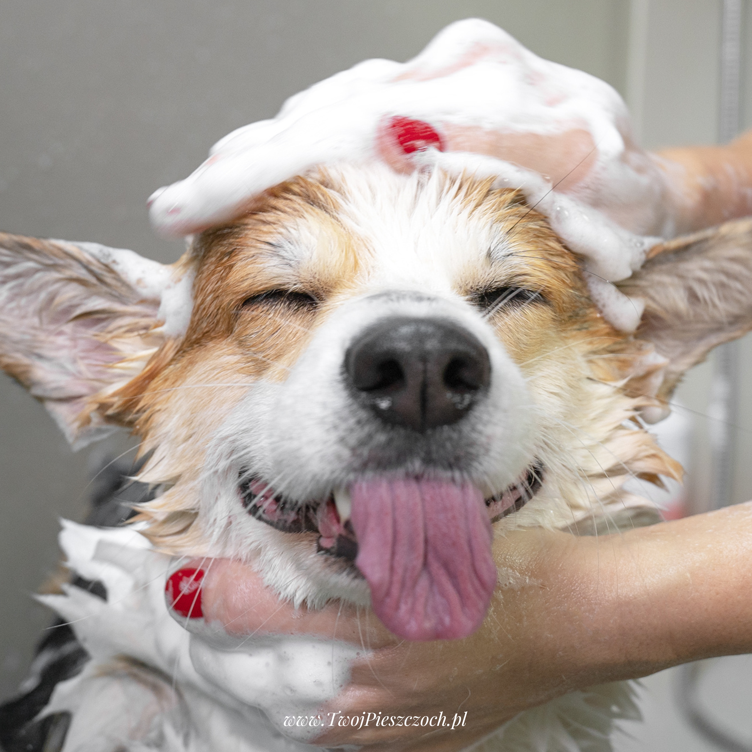 Jak wybrać szampon dla psa lub kota? Dopasuj kosmetyk do typu skóry pupila